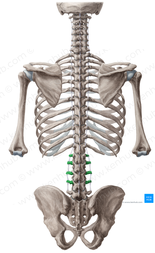 Transverse process of vertebrae L1-L4 (#8322)