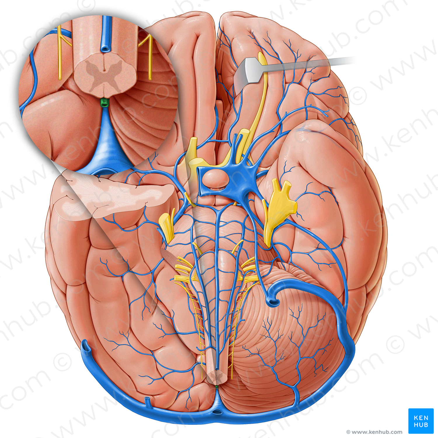 Posteromedian medullary vein (#18234)