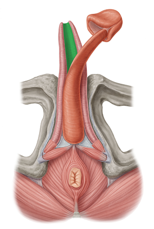 Intercavernous septum of deep fascia of penis (#7723)