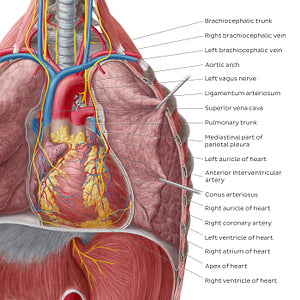 Heart in situ (pericardium removed) (English)