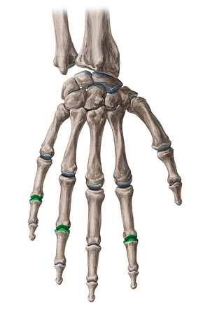 Proximal interphalangeal joints of 2nd, 4th & 5th fingers (#2051)