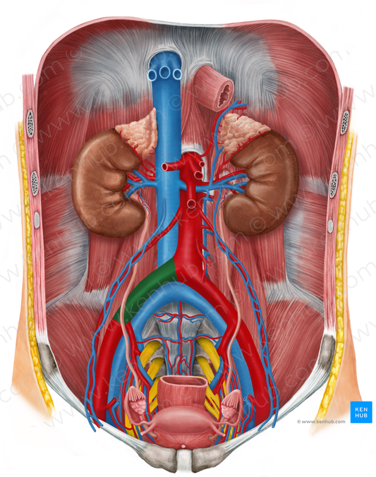 Right common iliac artery (#1372)