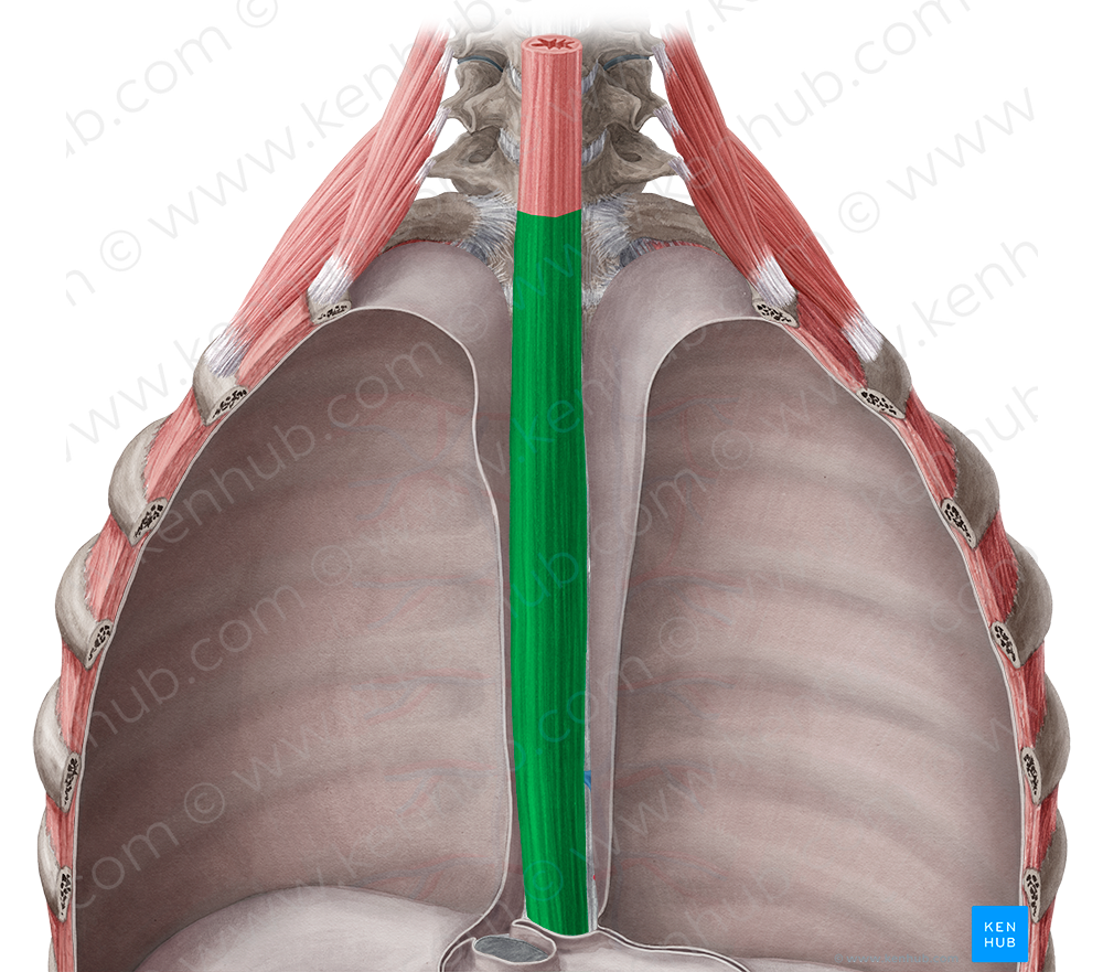 Thoracic part of esophagus (#7806)