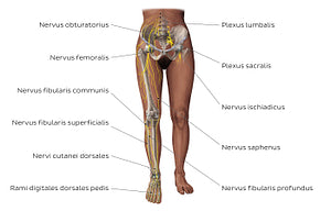 Main nerves of the lower limb - anterior (Latin)
