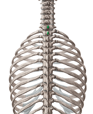 Spinous processes of vertebrae C7-T1 (#8254)