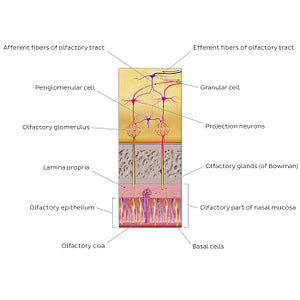 Olfactory nerve (olfactory organ and bulb) (English)