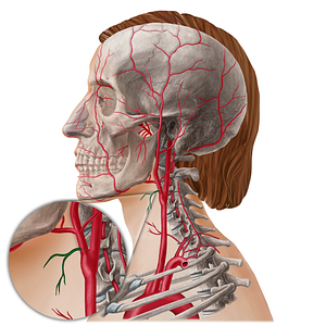 Superior thyroid artery (#21806)