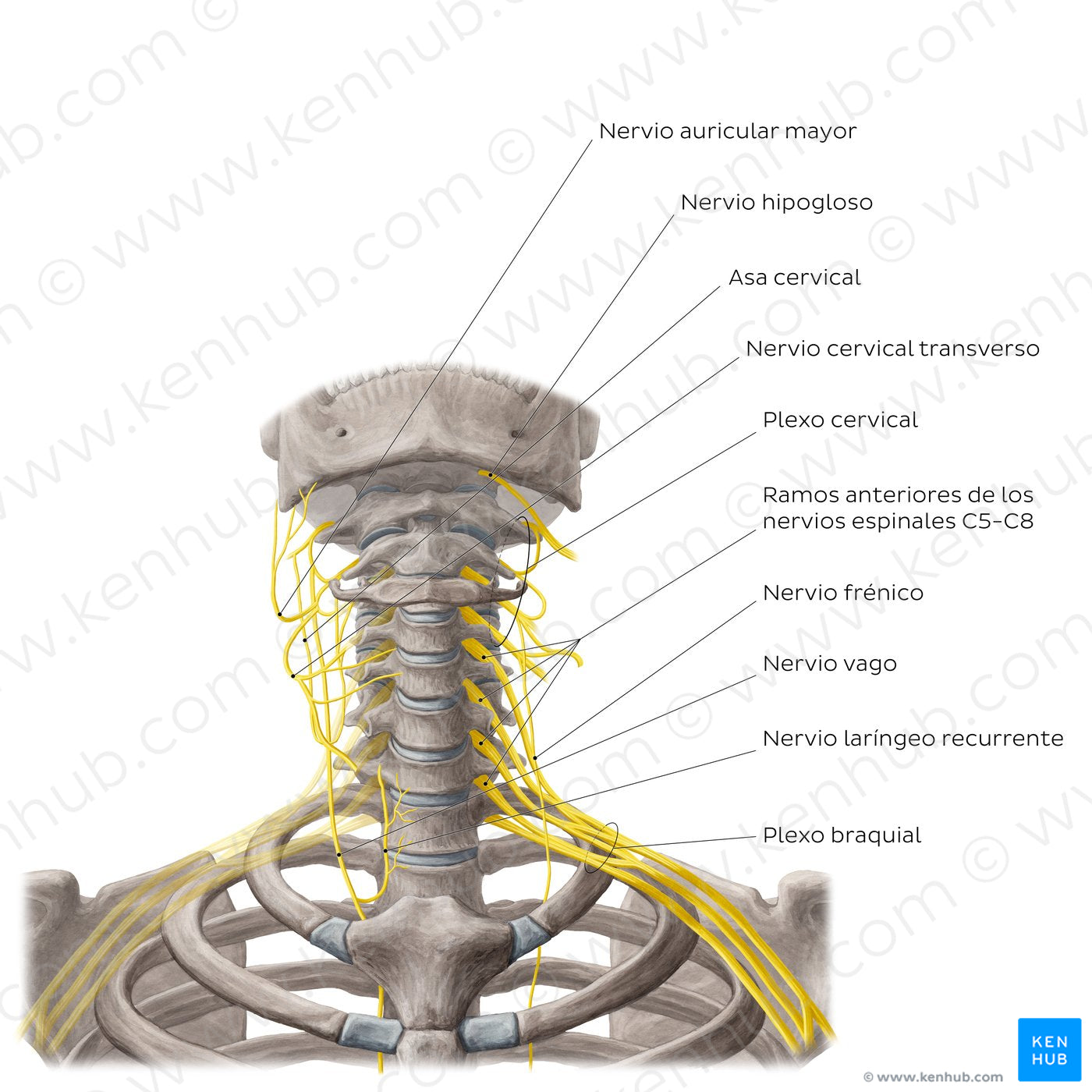 Nerves of the neck (Spanish)