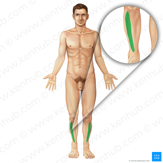 Tibialis anterior muscle (#19821)