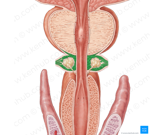 Male external urethral sphincter (#5980)