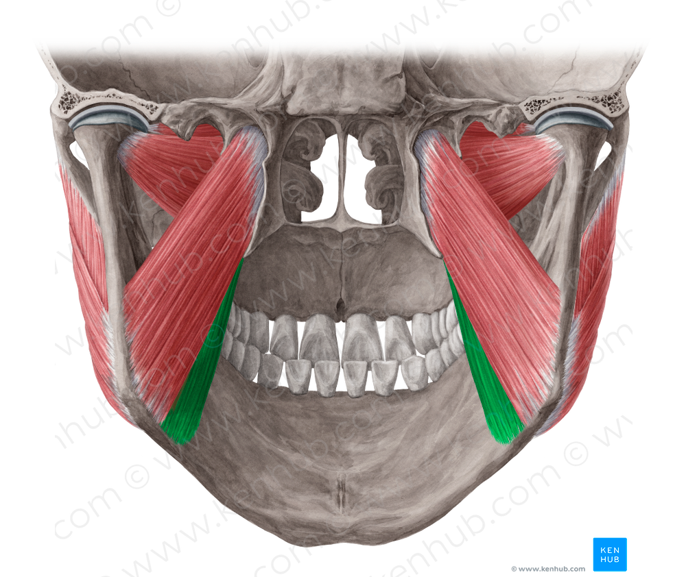 Superficial head of medial pterygoid muscle (#7786)