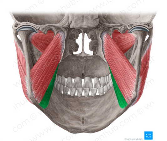 Superficial head of medial pterygoid muscle (#7786)