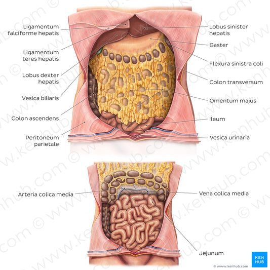 Greater omentum (Latin)