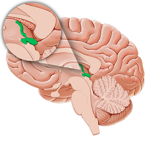 Epithalamus (#21235)