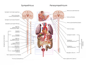 Autonomic nervous system (Latin)