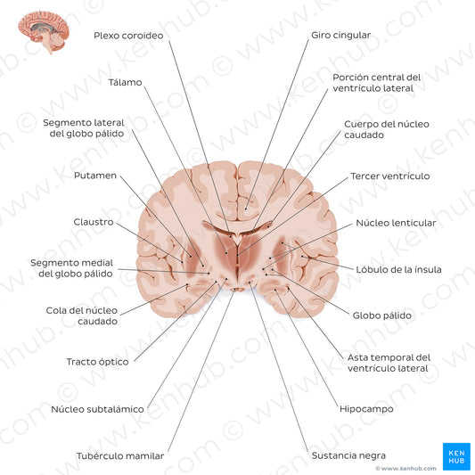 Coronal section of the brain (thalamus level): Gray matter structures (Spanish)