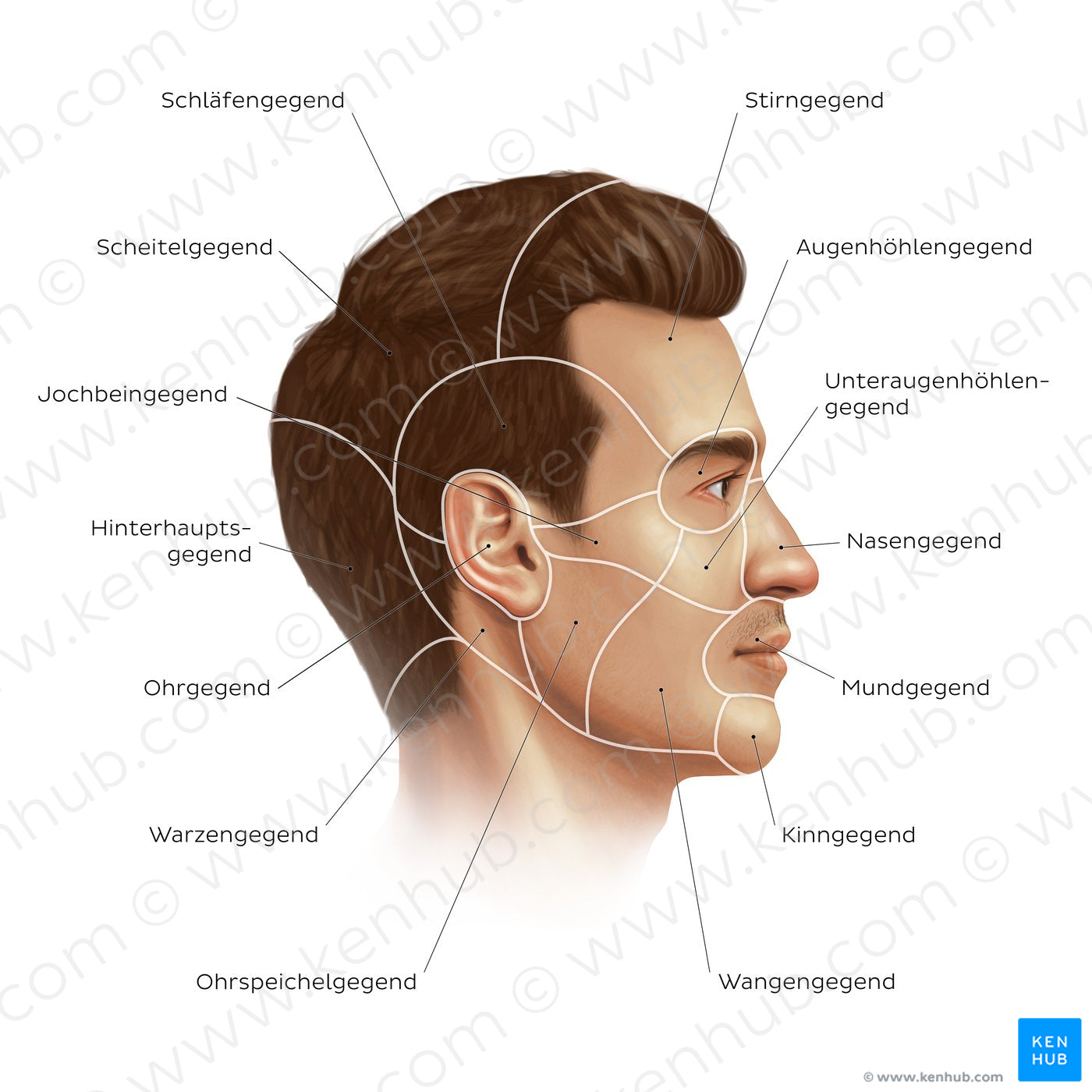 Regions of the head and face (German)