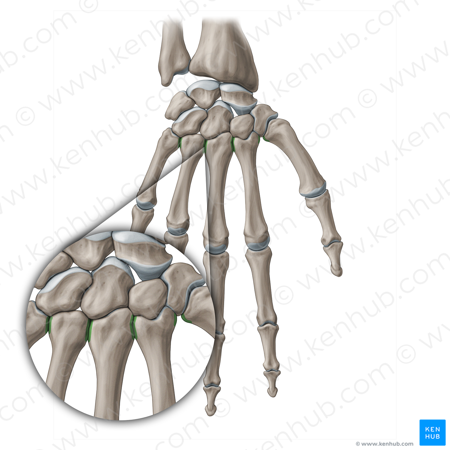 Intermetacarpal joints (#20101)