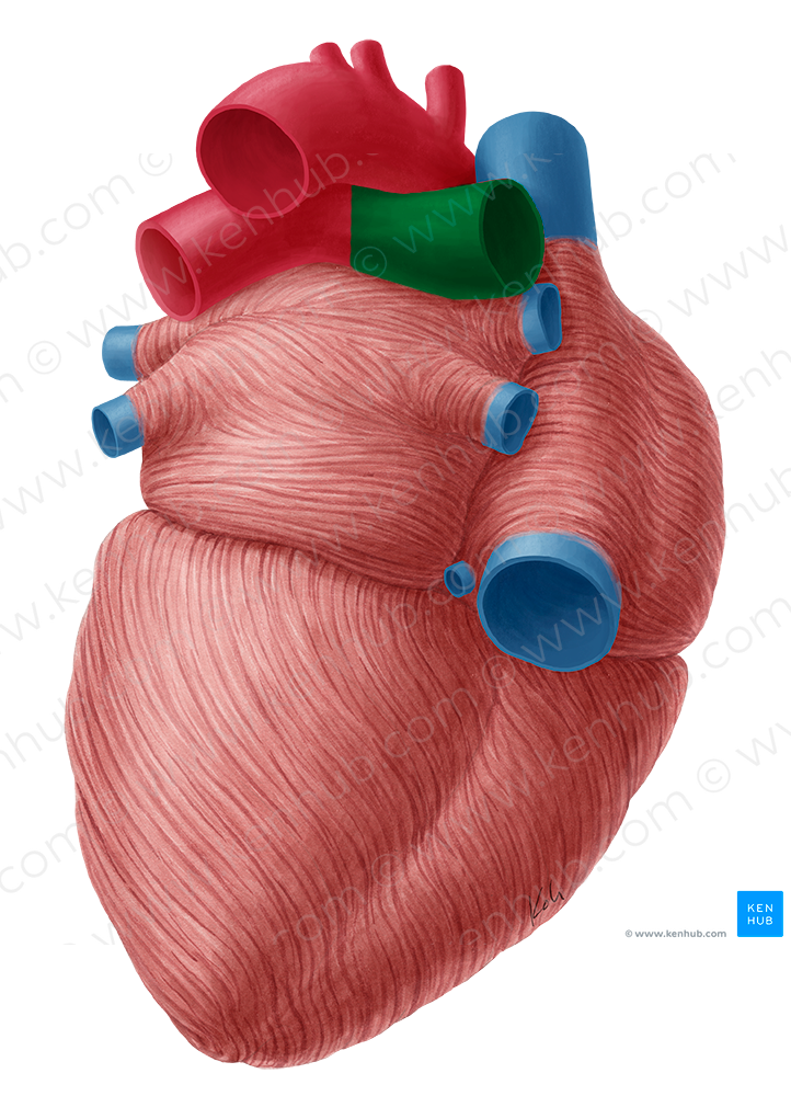 Right pulmonary artery (#1684)