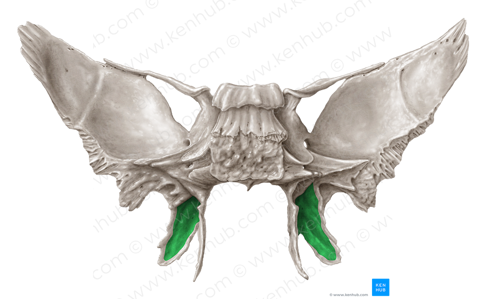 Pterygoid fossa of sphenoid bone (#3874)