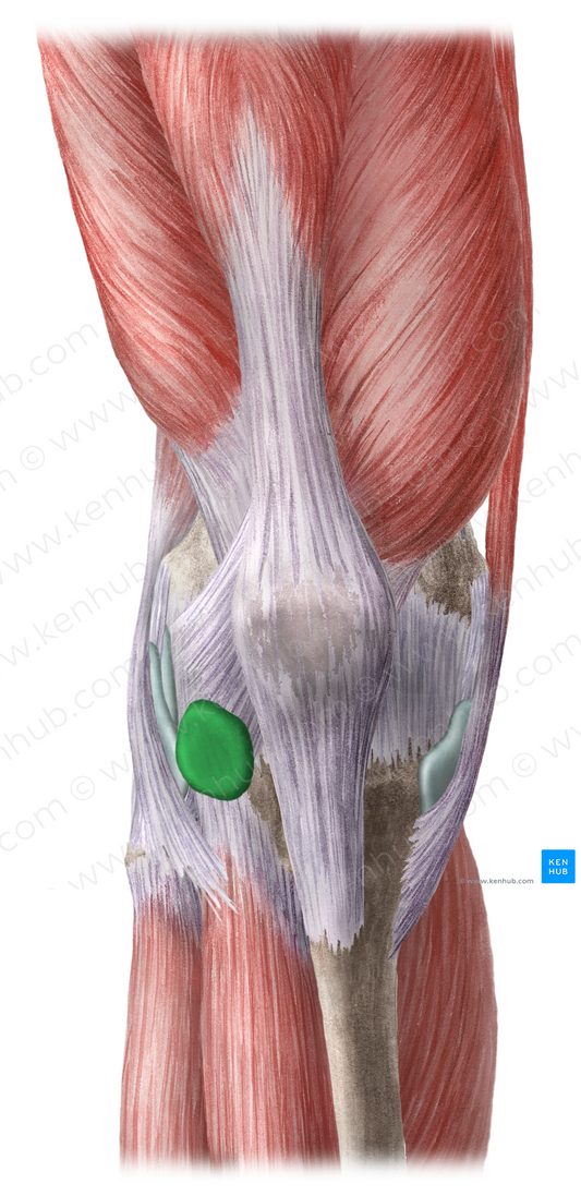 Subtendinous bursa of iliotibial tract (#2276)