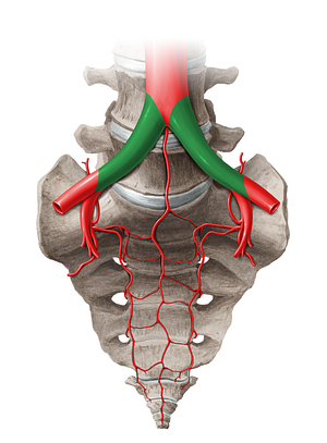 Common iliac artery (#14053)