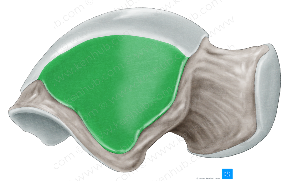 Lateral malleolar facet of talus (#3510)