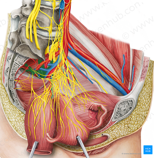 Sacral plexus (#8039)