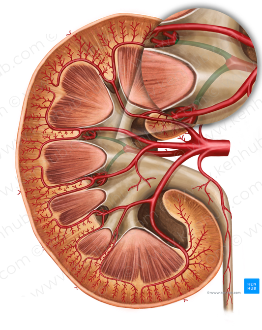 Posterior segmental artery of kidney (#1207)