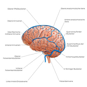 Cerebral veins - Lateral view (German)