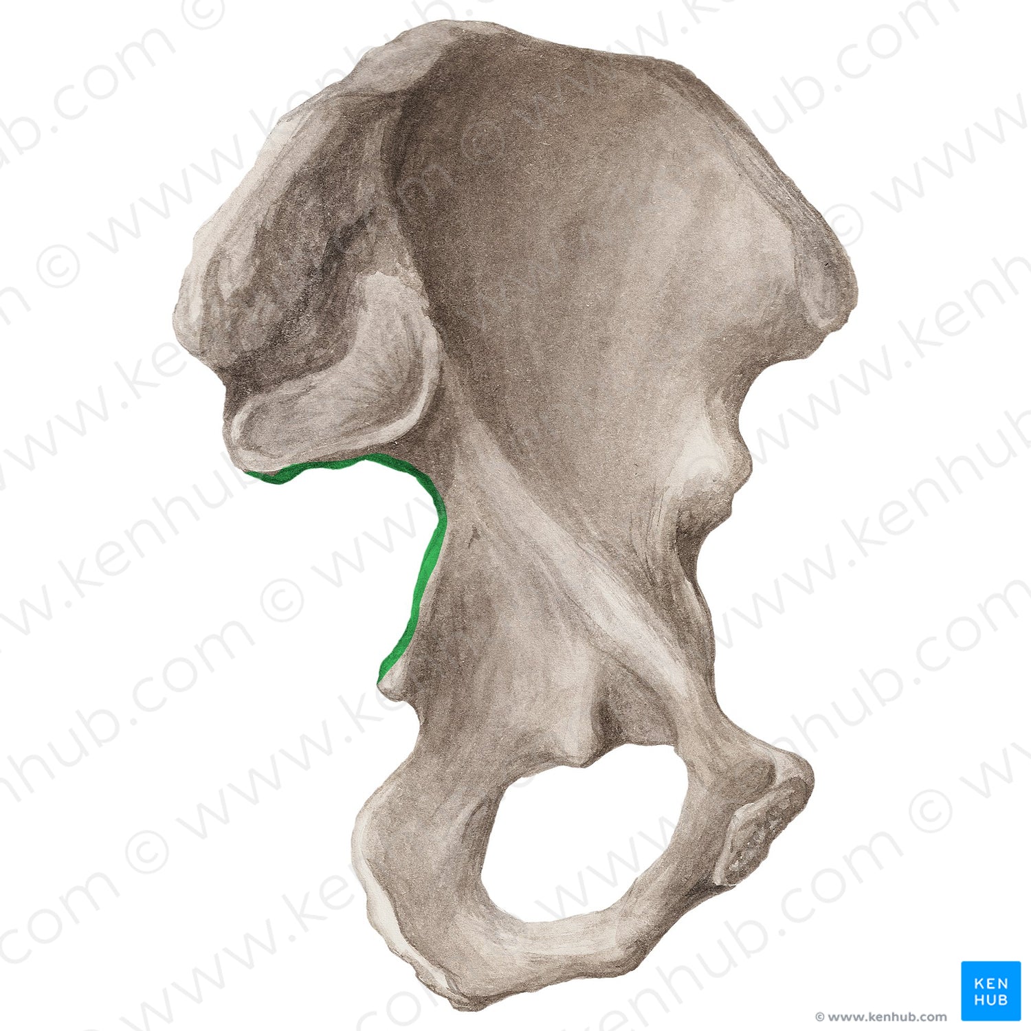 Greater sciatic notch of hip bone (#20299)