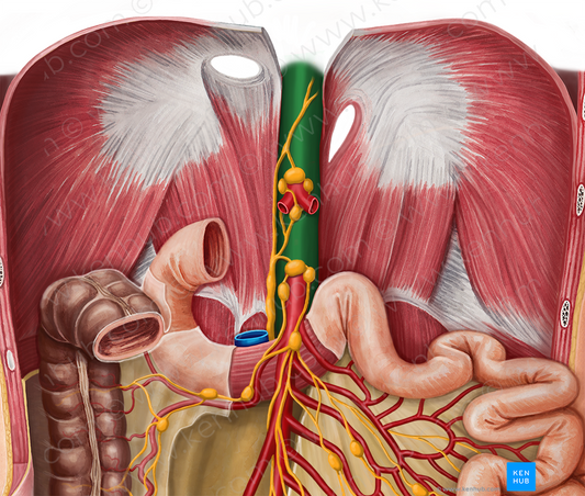 Abdominal aorta (#696)