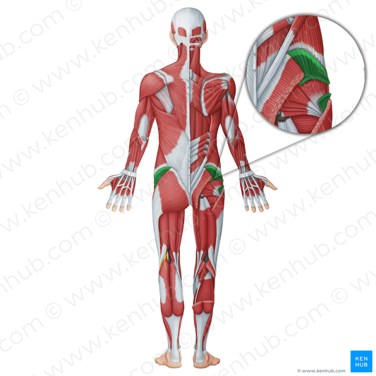 Gluteus medius muscle (#18685)