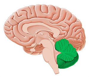 Cerebellum (#2564)