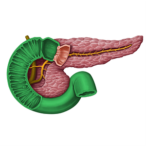 Duodenum (#13947)