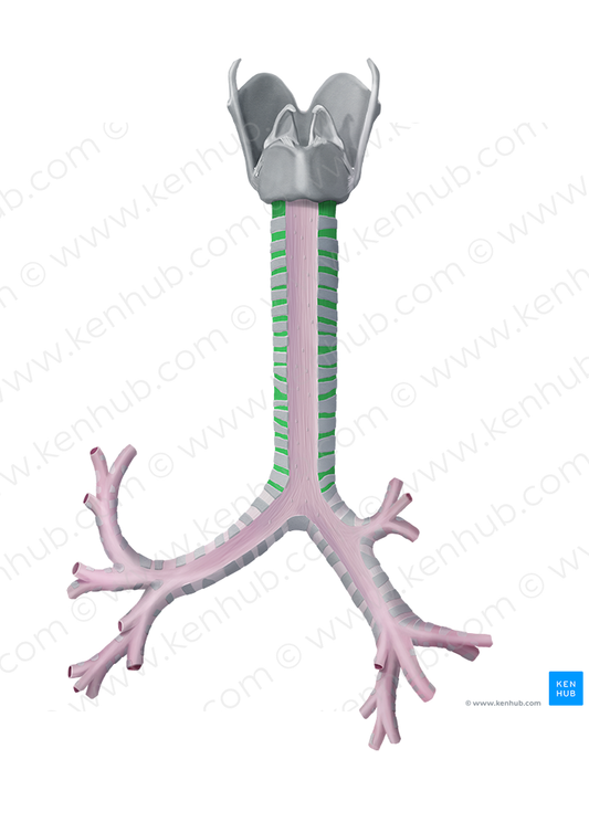 Anular ligaments of trachea (#4450)