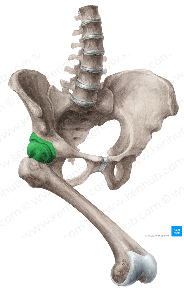 Hip joint (#2007)