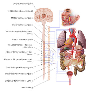 Autonomic nervous system - sympathetic nervous system (German)