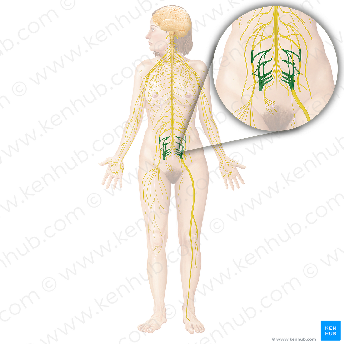 Sacral plexus (#8037)