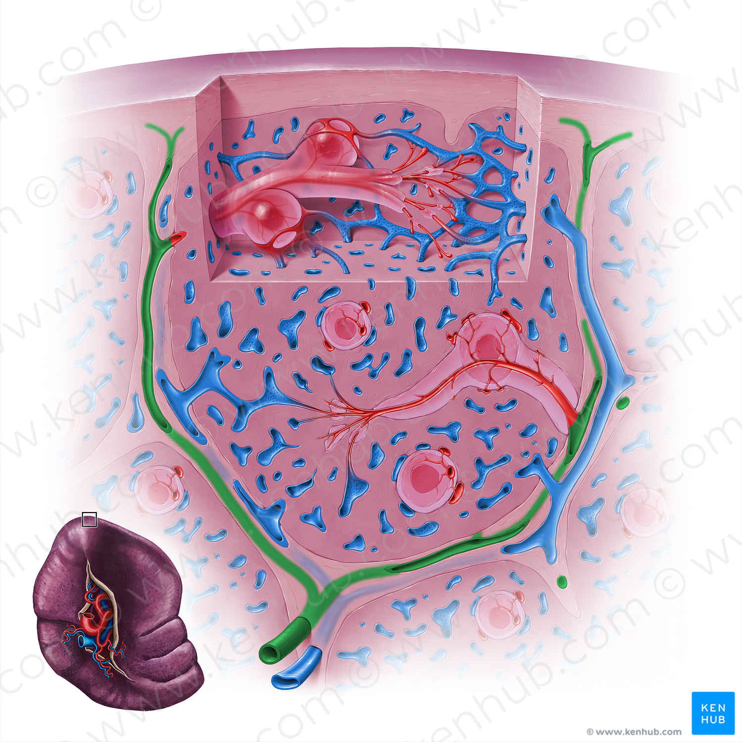 Trabecular artery of spleen (#18146)