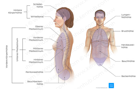 Cavities of the body (German)