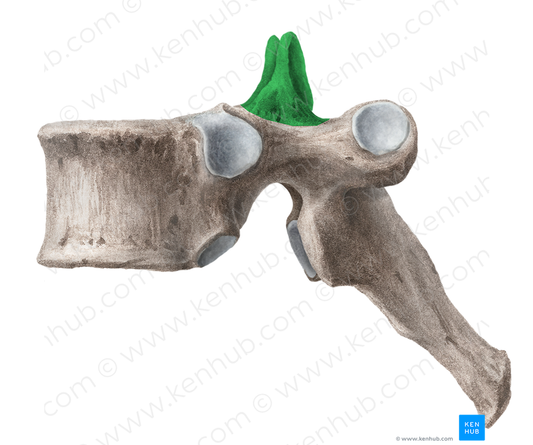Superior articular process of vertebra (#8172)