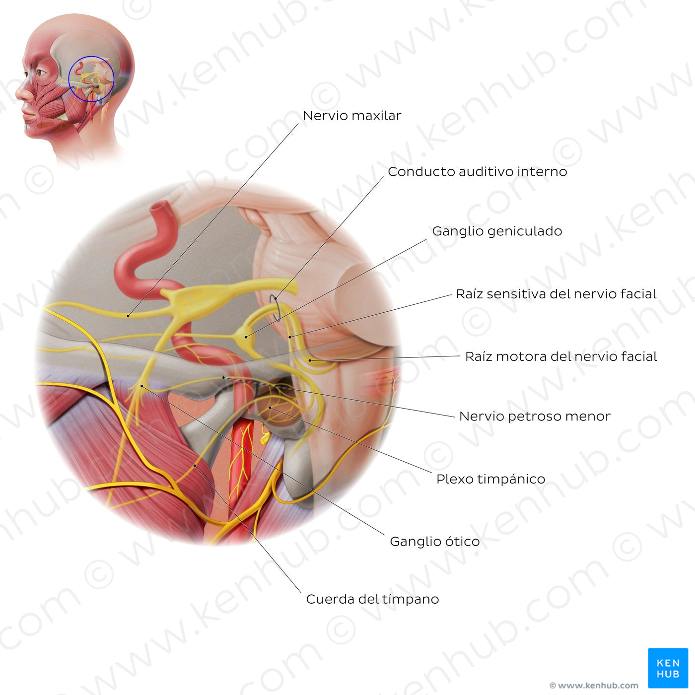 Facial nerve: intracranial/intratemporal parts (Spanish)