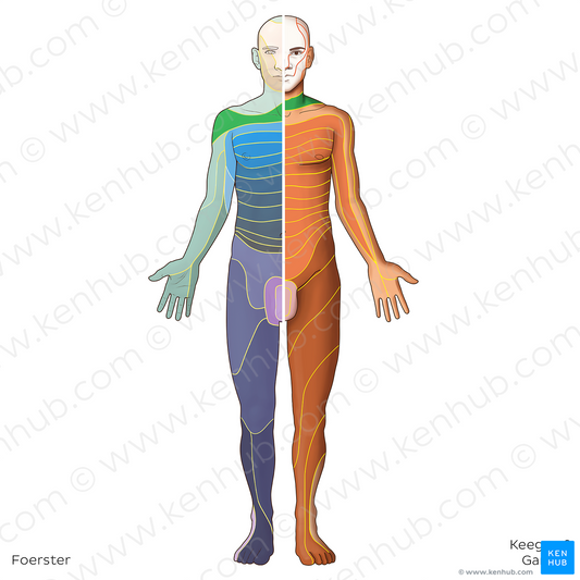 C4 dermatome (#20828)