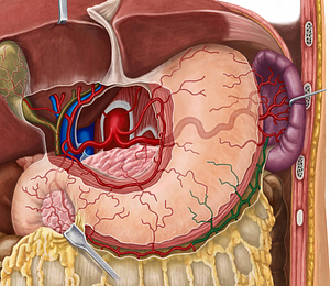 Left gastroomental artery (#1311)