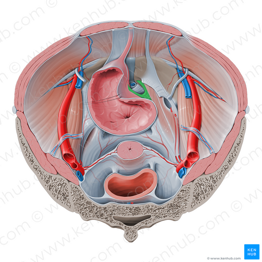 Medial pubovesical ligament (#4604)