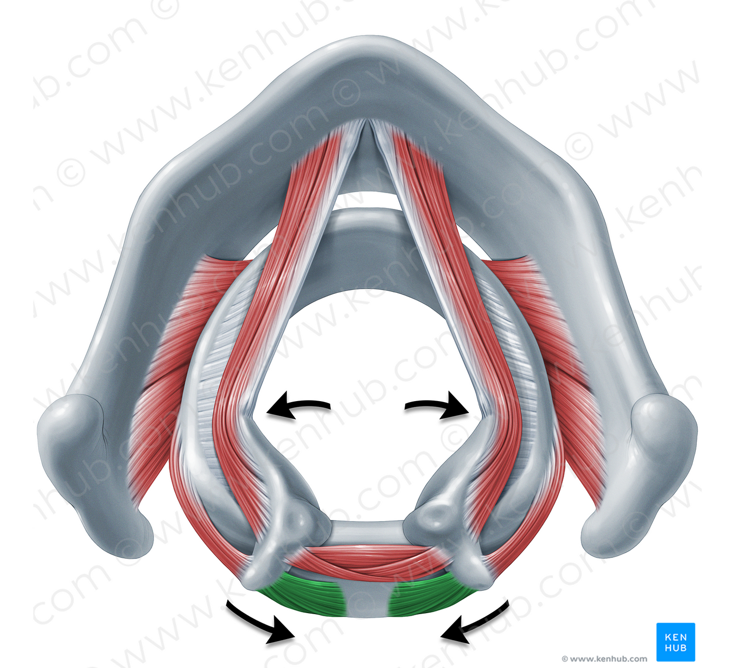 Action of posterior cricoarytenoid muscle (#18341)