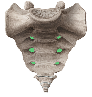 Anterior sacral foramina (#3820)