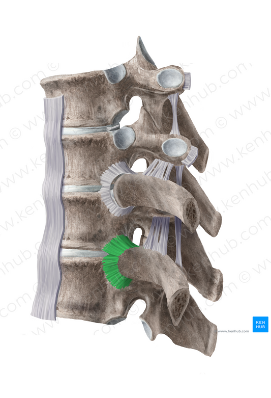 Radiate ligament of head of rib (#11262)