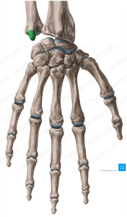Styloid process of ulna (#8304)